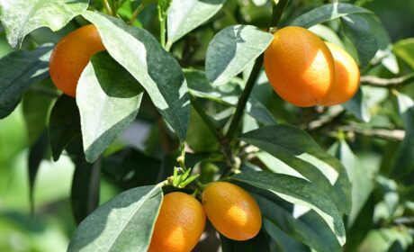 Para obtener remedios tradicionales poderosos, conozca y cultive hierbas medicinales (K): Kumquat